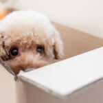 A dog on a box