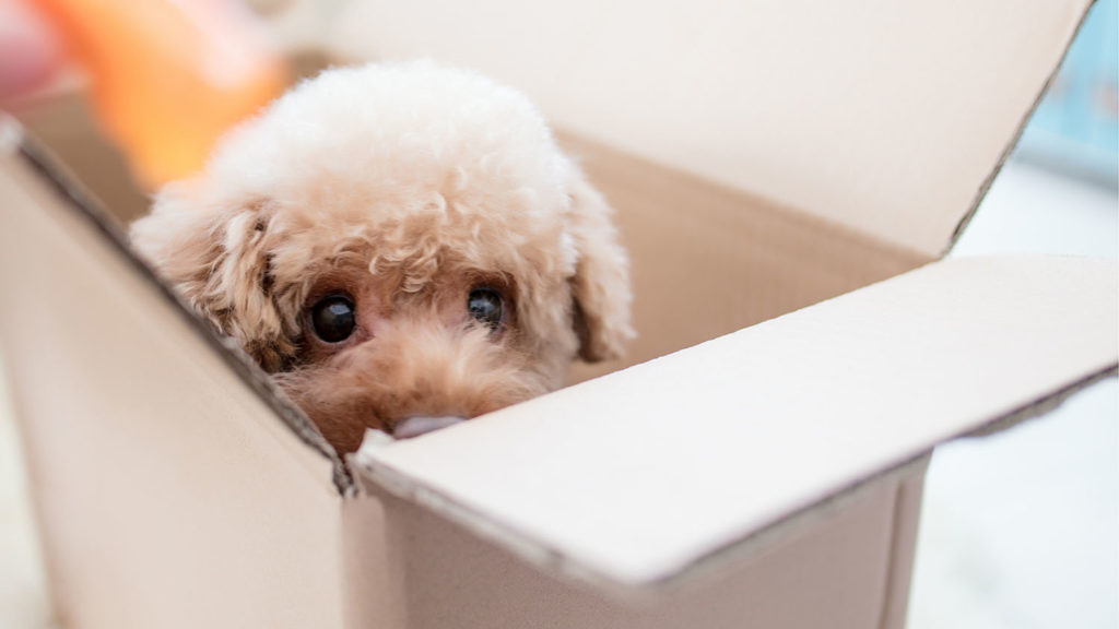 A dog on a box
